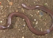 BRIN Identifikasi Spesies Baru Kadal Buta di Pulau Buton