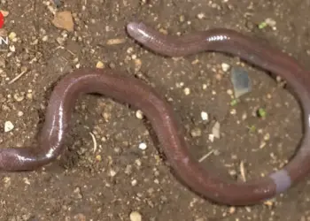 BRIN Identifikasi Spesies Baru Kadal Buta di Pulau Buton