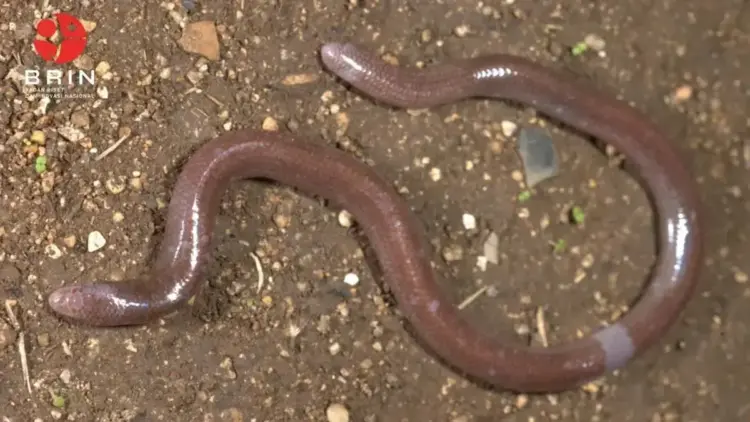 Kadal buta baru asal Pulau Buton, Sulawesi Tenggara yang memiliki nama ilmiah Dibamus oetamai. (ANTARA/HO-BRIN)