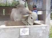 Presiden Prabowo Beli Sapi 893 Kg dari Peternak Kediri untuk Kurban Idul Adha