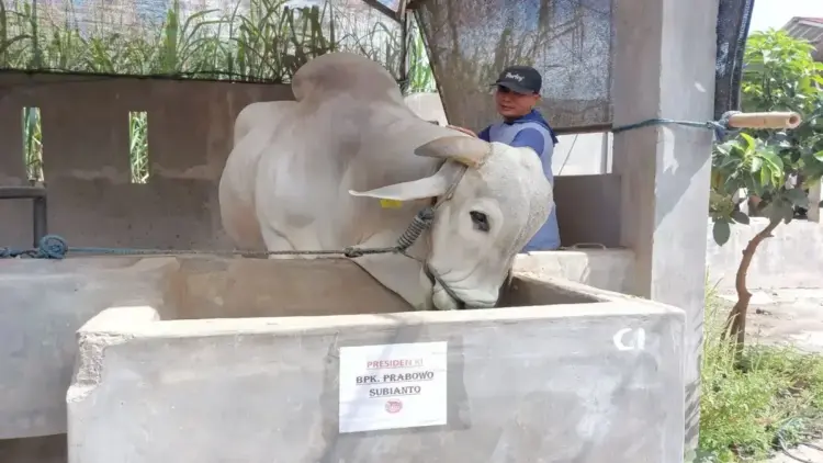 Ternak sapi yang dibeli Presiden Prabowo Subianto di Kecamatan Plosoklaten, Kabupaten Kediri, Jawa Timur. ANTARA/ HO-dokumen pribadi Mohamad Rofik (Ternak sapi kediri)