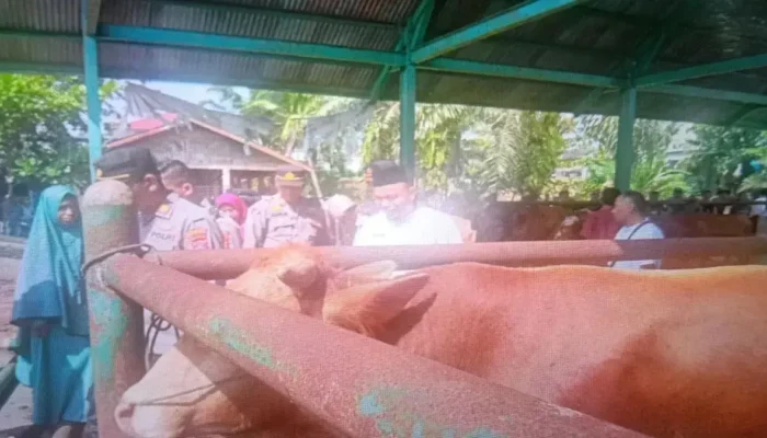 Jelang Idul Adha, Pemkab Pasaman Barat Wajibkan SKKH untuk Hewan Kurban