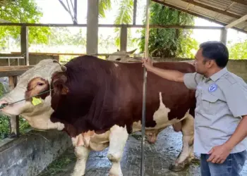 Sapi 1 Ton Milik Warga Pasaman Barat Diusulkan untuk Kurban Presiden
