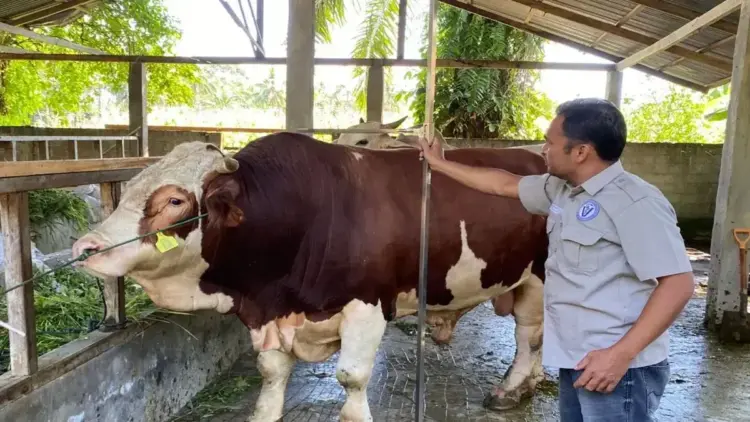 Sapi simental yang direncanakan untuk hewan kurban Presiden Prabowo Subianto saat Idul Adha 1446 Hijriah di Kabupaten Pasaman Barat, Sumatera Barat. ANTARA/Altas Maulana