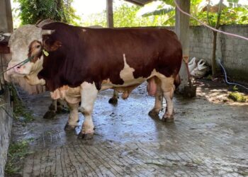 Pemkab Pasaman Barat Lakukan Dua Tahap Pemeriksaan Kesehatan Hewan Kurban jelang Idul Adha