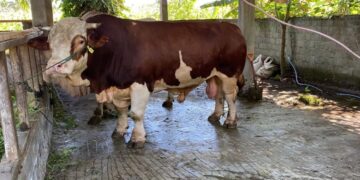 Pemkab Pasaman Barat Lakukan Dua Tahap Pemeriksaan Kesehatan Hewan Kurban jelang Idul Adha 8 Pemkab Pasaman Barat Lakukan Dua Tahap Pemeriksaan Kesehatan Hewan Kurban jelang Idul Adha