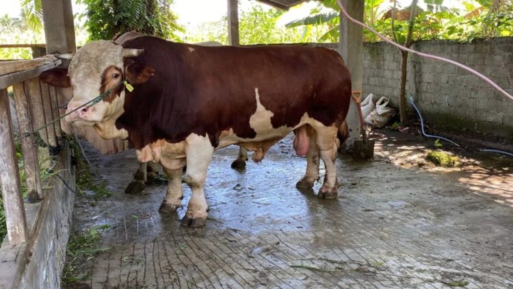 Hewan sapi simental yang direncanakan untuk hewan kurban Presiden Prabowo Subianto pada Idul Adha 1446 Hijriah. ANTARA/Altas Maulana.