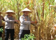 Polres Pasaman Barat Sulap Lahan Tidur jadi Kebun Jagung, Panen Perdana Berhasil