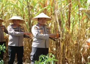 Polres Pasaman Barat Sulap Lahan Tidur jadi Kebun Jagung, Panen Perdana Berhasil