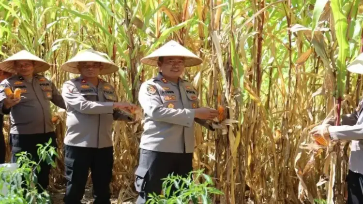 Kepala Polres Pasaman Barat AKBP Agung Tribawanto saat panen perdana jagung di lahan milik Polres setempat, Kamis (15/5/2025). ANTARA/HO-Humas Polres Pasaman Barat.