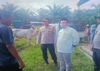 Jelang Idul Adha, Pemkab Pasaman Barat Intensifkan Pemeriksaan Kesehatan Ternak