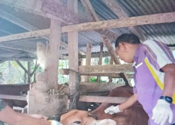 Jumlah Hewan Kurban Idul Adha 2025 di Pasaman Barat Diperkirakan Naik, Capai 4.700 Ekor