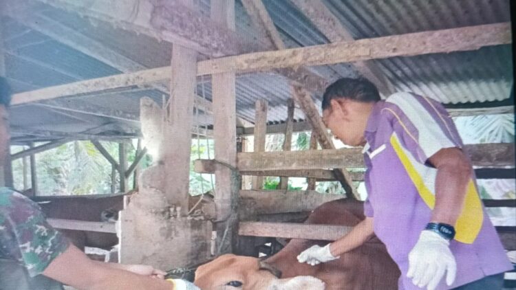 Petugas Dinas Perkebunan dan Peternakan Pasaman Barat saat melakukan pemeriksaan kesehatan hewan kurban menjelang Idul Adha 1446 Hijriah. ANTARA/Altas Maulana.