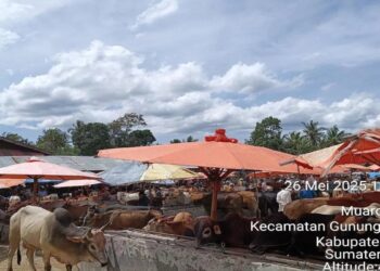 Jelang Idul Adha, Pemkab Solok Perketat Pengawasan Kesehatan Hewan Kurban