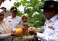 Pemkab Tanah Datar Luncurkan Wisata Petik Melon, Andalkan Budidaya Modern dalam Screen House