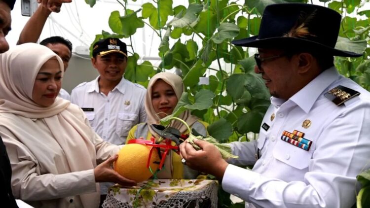 Bupati Tanah Datar Eka Putra tengah memanen melon menggunakan media screen house (Antara/Etri Saputra)