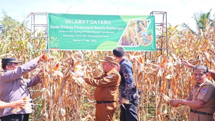 Wujudkan Swasembada Pangan, Pemko Payakumbuh Genjot Pemanfaatan Lahan Tidur 1 Wakil Wali Kota Payakumbuh Elzadaswarman saat pelaksanaan panen jagung bersama salah satu kelompok tani. Anrara/HO-Pemko Payakumbuh