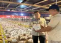 Harga Ayam Hidup Mulai Naik, Kementan: Intervensi Berhasil Lindungi Peternak