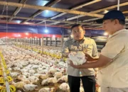 Harga Ayam Hidup Mulai Naik, Kementan: Intervensi Berhasil Lindungi Peternak