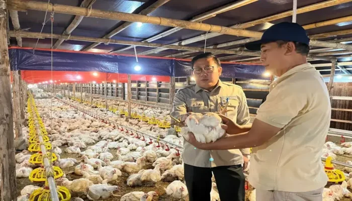 Harga Ayam Hidup Mulai Naik, Kementan: Intervensi Berhasil Lindungi Peternak