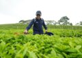 Ciptakan Sejarah, PalmCo Turn Around Komoditas Teh dan Karet hingga Untung 3 Direktur Utama PTPN IV PalmCo Jatmiko Santosa saat meninjau kebun teh Regional II di Sidamanik, Sumatera Utara. (dok. istimewa)
