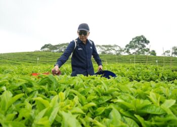 Direktur Utama PTPN IV PalmCo Jatmiko Santosa saat meninjau kebun teh Regional II di Sidamanik, Sumatera Utara. (dok. istimewa)
