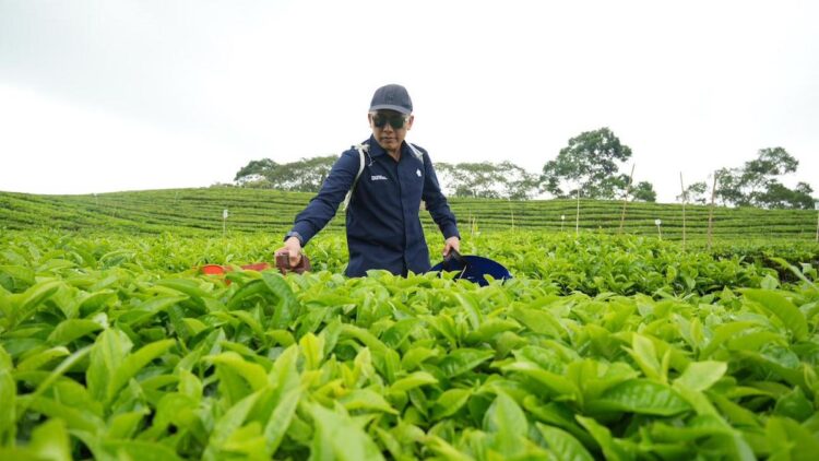 Direktur Utama PTPN IV PalmCo Jatmiko Santosa saat meninjau kebun teh Regional II di Sidamanik, Sumatera Utara. (dok. istimewa)