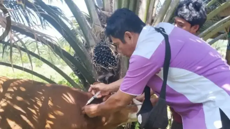 Dinas Pertanian Pasaman Tingkatkan Pengawasan Hewan Kurban, Pastikan Bebas Penyakit 1 Ternak sapi milik salah seorang warga di Kabupaten Pasaman tengah divaksin oleh petugas Dinas Pertanian setempat beberapa waktu lalu.ANTARA/Heri Sumarno