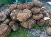 BKSDA Gagalkan Penjualan Umbi Bunga Bangkai di Pasaman, Pelaku Diberi Peringatan