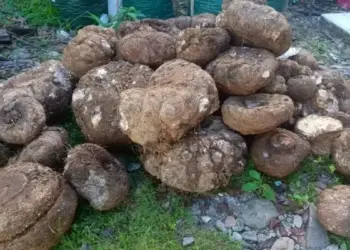 BKSDA Gagalkan Penjualan Umbi Bunga Bangkai di Pasaman, Pelaku Diberi Peringatan