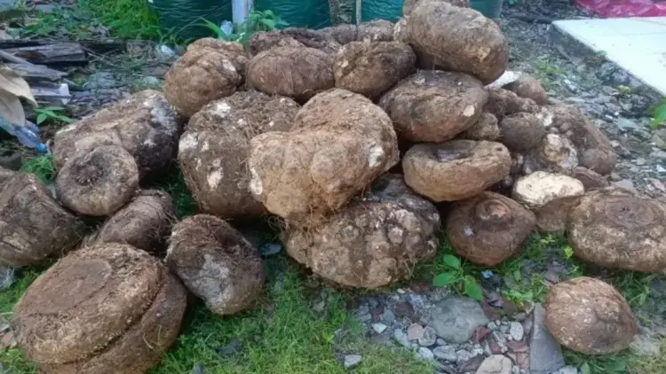 BKSDA Gagalkan Penjualan Umbi Bunga Bangkai di Pasaman, Pelaku Diberi Peringatan 1 Sejumlah umbi tanaman Bunga Bangkai Raksasa (amorphophallus titanium) yang diamankan BKSDA Res Pasaman di Kampung Bancah Laweh, Nagari Simpang Utara Kecamatan Simpati, Selasa (29/4/2025).ANTARA/HO-BKSDA