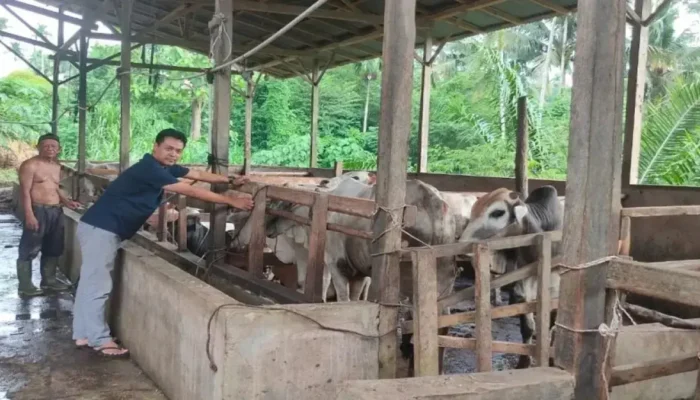 Jelang Idul Adha 2025, Permintaan Hewan Kurban di Pasaman Naik jadi 1.715 Ekor