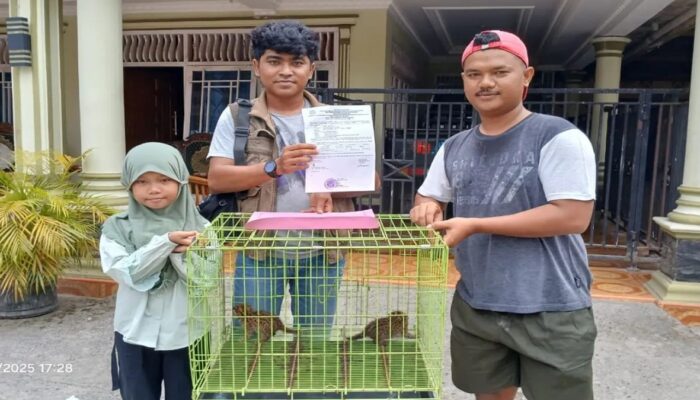 Warga Sumbar Serahkan 10 Satwa Dilindungi ke BKSDA, Termasuk Trenggiling dan Kukang