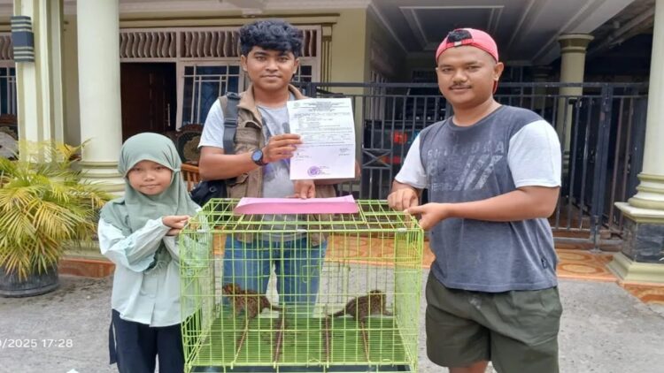 Petugas Resor Konservasi Wilayah II Maninjau BKSDA Sumbar menerima sepasang anak kucing hutan dari warga, Kamis (29/5). Dok ANTARA/HO/BKSDA Sumbar