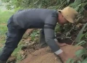 Pulihkan Habitat, BKSDA Tanam 38 Umbi Bunga Bangkai Raksasa di Rimbo Panti