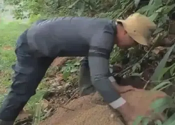 Pulihkan Habitat, BKSDA Tanam 38 Umbi Bunga Bangkai Raksasa di Rimbo Panti