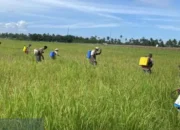 Cegah Serangan Monyet, Warga Agam Pasang Spanduk Bergambar Harimau di Kebun