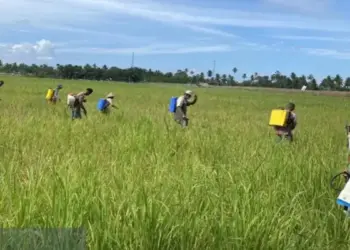 Cegah Gagal Panen, Pemkab Agam Turunkan Tim Gabungan Kendalikan Wereng Coklat