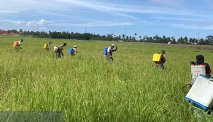 Cegah Serangan Monyet, Warga Agam Pasang Spanduk Bergambar Harimau di Kebun