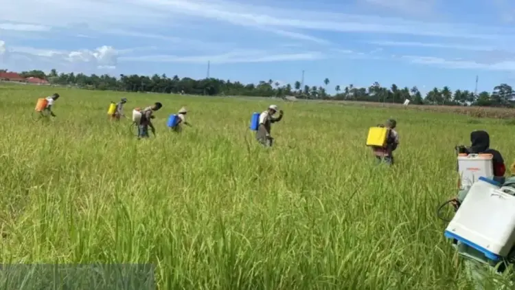 Cegah Serangan Monyet, Warga Agam Pasang Spanduk Bergambar Harimau di Kebun 1 Ilustrasi pengendalian hama tanaman di Kabupaten Agam. Dok ANTARA/HO/Dinas Pendidikan Agam