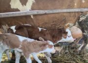 Sapi di Agam Lahirkan Anak Kembar lewat Inseminasi Buatan