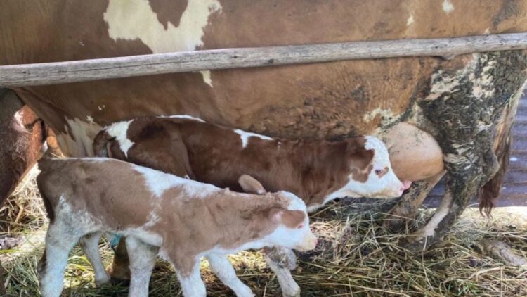 Dua ekor anak sapi lahir kembar sedang berada dengan induknya. Dok ANTARA/HO/Petugas IB UPT Puskeswan Magek Dinas Pertanian Kabupaten Agam Muhammad Khairil Akbar.