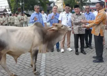 Perumda AM serahkan sapi kurban untuk disalurkan ke masjid dan musala se-Kota Padang yang diterima simbolis oleh Wawako Maigus Nasir. (dok. Prokopim)