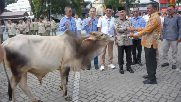 Perumda AM serahkan sapi kurban untuk disalurkan ke masjid dan musala se-Kota Padang yang diterima simbolis oleh Wawako Maigus Nasir. (dok. Prokopim)