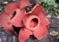 Dua individu bunga rafflesia Arnoldii mekar secara bersamaan dengan jarak dekat di Batang Palupuh, Kecamatan Palupuh, Agam. (Dok ANTARA/HO/Joni Hartono)