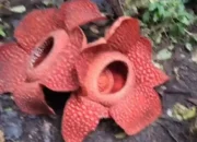 Dua Individu Rafflesia Mekar Sempurna Secara Bersamaan di Agam