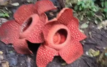 Dua individu bunga rafflesia Arnoldii mekar secara bersamaan dengan jarak dekat di Batang Palupuh, Kecamatan Palupuh, Agam. (Dok ANTARA/HO/Joni Hartono)
