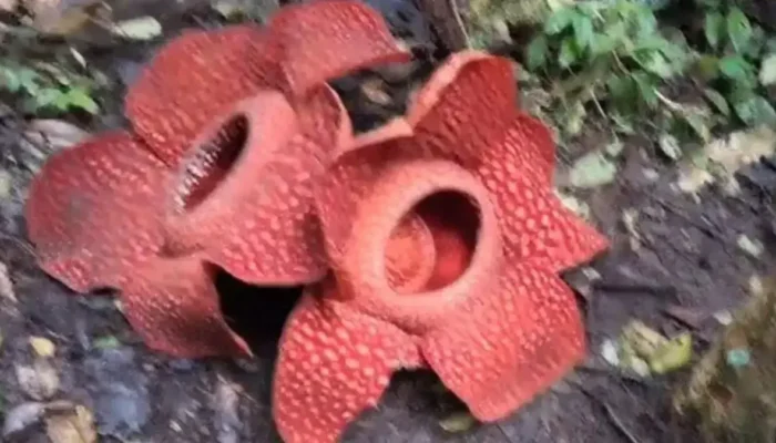 Dua Individu Rafflesia Mekar Sempurna Secara Bersamaan di Agam