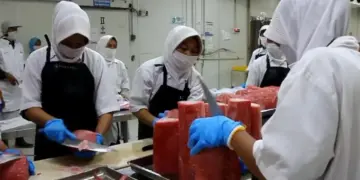 Mendag RI Lepas Ekspor Tuna dari Sumbar ke UEA, Nilainya Rp1,87 Miliar 8 Pemotongan ikan tuna untuk komoditas ekspor di PT Dempo Andalas Sumatera. (dok. Fandi Yogari/Antara)
