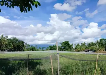 Empat Bulan, Produksi Padi Agam Tembus 117 Ribu Ton